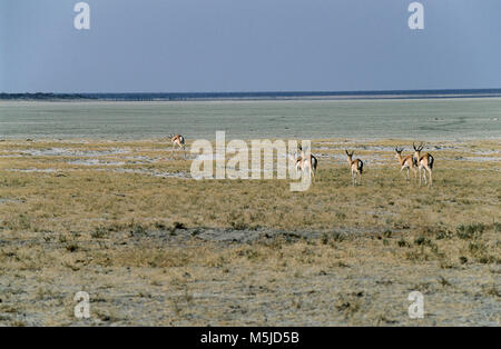 Un gruppo di Springboks (Antidorcas marsupialis) vicino la padella in Etosha National Park, Namibia. Foto Stock