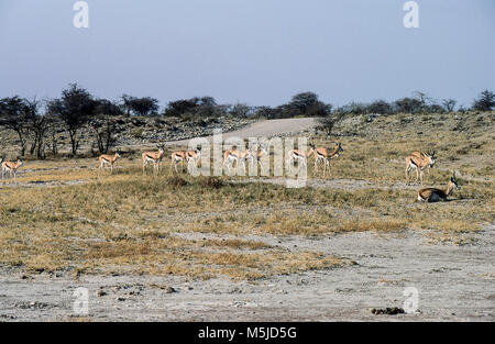 Un gruppo di Springboks (Antidorcas marsupialis) vicino la padella in Etosha National Park, Namibia. Foto Stock