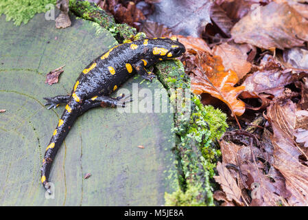 Salamandra pezzata o Salamandra salamandra. In prossimità di una salamandra giallo e nero nel suo habitat naturale Foto Stock