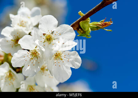 Kirschblüten Foto Stock