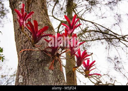 Un bolide Bromeliad (Neoregelia bolide Bromeliad) salendo su un albero nel nord del NSW Foto Stock