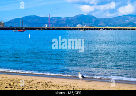 Seagull urlando di fronte al Golden Gate Bridge a San Francisco presso il beach, California USA Foto Stock