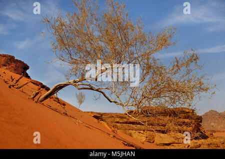 Un albero di saksaul è in crescita su un pendio di sabbia nel Wadi Rum desert, Giordania Foto Stock