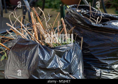 Domestico rifiuti di giardino e la barba di rametti e foglie di colore nero in sacchetti di plastica Foto Stock