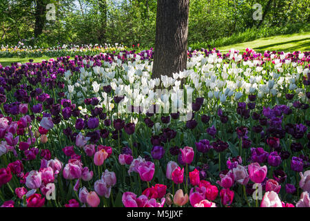 Rosa, viola e bianco campo di tulipani Foto Stock