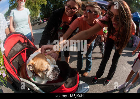 Giovani donne pet un carino Bulldog inglese seduta in un passeggino in The scarecrow Harvest fall festival il 30 settembre 2017 in Alpharetta, GA. Foto Stock