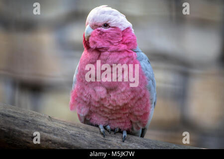 Rosa cacatua ritratto Foto Stock