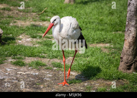 Stork adulto Foto Stock