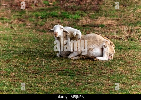 Un agnello (Ovis aries) (Bianco Dorper) esplorare oltre la sua madre in un pascolo al Biltmore Estate in Asheville, NC, Stati Uniti d'America Foto Stock