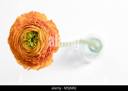 Orange ranunculus fiore in bicchieri vaso su sfondo bianco Foto Stock