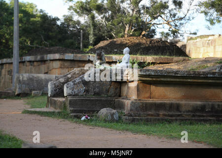 Mihintale Nord provincia centrale dello Sri Lanka Toque Macaque monkey mangiare Flower offerte dalla statua di Budda Foto Stock