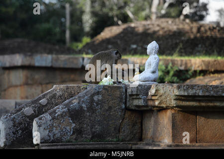 Mihintale Nord provincia centrale dello Sri Lanka Toque Macaque monkey mangiare Flower offerte dalla statua di Budda Foto Stock