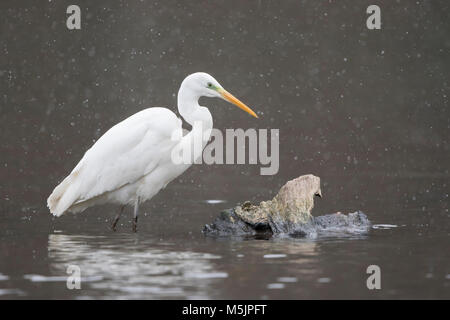 Airone bianco maggiore (Ardea alba) sorge in acqua durante la nevicata,Hesse,Germania Foto Stock