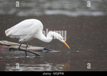 Airone bianco maggiore (Ardea alba) caccia preda in acqua durante la nevicata,Hesse,Germania Foto Stock