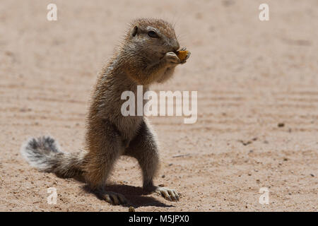 Massa del capo scoiattolo (Xerus inauris),maschio,alimentazione su un pezzo di Apple al camp Mata-Mata,Kgalagadi Parco transfrontaliero Foto Stock