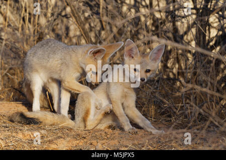 Capo volpe (Vulpes vulpes chama),due giovani animali,Kgalagadi Parco transfrontaliero,Northern Cape,Sud Africa Foto Stock