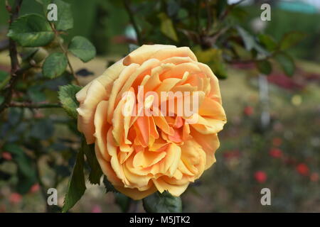 Giardino di Rose, Ooty Foto Stock