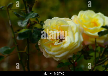 Giardino di Rose, Ooty Foto Stock