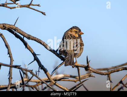 Harris's sparrow - Zonotrichia querula - arroccato su un ramo con cielo blu sullo sfondo Foto Stock