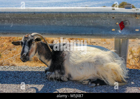 Capra giacente sulla strada del sole Foto Stock