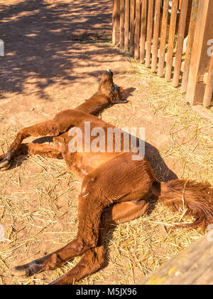 Funny alpaca è dormire a terra Foto Stock