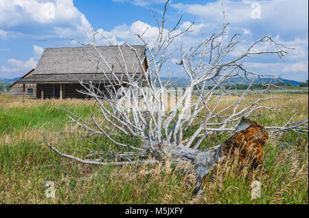 Tempesta albero danneggiato e abbandonato il vecchio fienile circondato da Prairie e una luminosa estate mattina vicino a Jackson, Wyoming negli Stati Uniti. Foto Stock