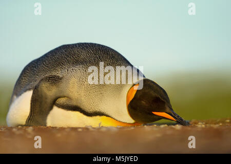 Close up di un pinguino reale dormire su di una spiaggia di sabbia in isole Falkland. Foto Stock