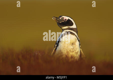 Close up di un adulto Magellanic penguin su un pomeriggio soleggiato, Isole Falkland. Foto Stock