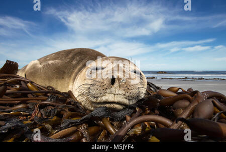 Close up di un giovane elefante marino del sud di dormire su un giorno di estate su di una spiaggia di sabbia, isole Falkland. Foto Stock