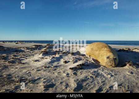 Close up di un elefante marino del sud di dormire su una spiaggia di sabbia in isole Falkland. Foto Stock