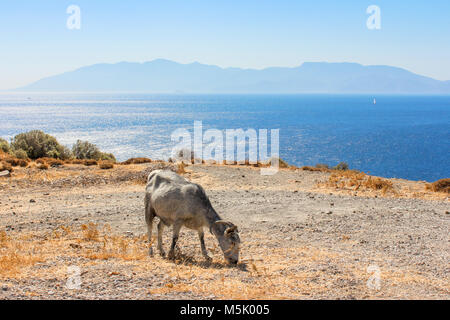 Capra in piedi su una costa, vista sulle acque blu e la silhouette di un'isola all'orizzonte, Kos, Grecia Foto Stock