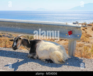 Capra giacente sulla strada del sole di fronte allo splendido oceano Foto Stock