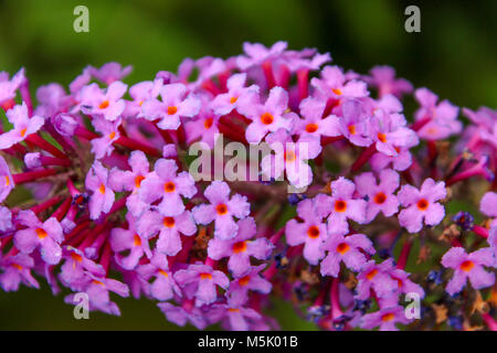 Bellissimo fiore rosa in un giardino della natura Foto Stock