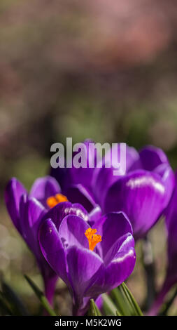 Fioritura viola Crocus mostra orange stame nel bosco Shepperton Surrey, Regno Unito Foto Stock