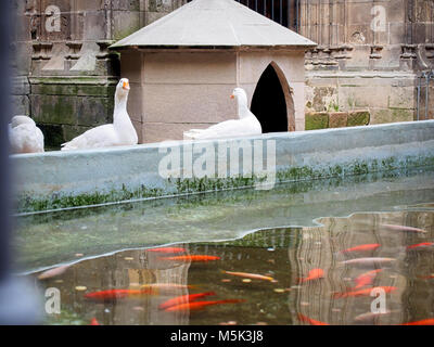 Oche che vivono nella cattedrale di Barcellona dedicato alla Santa Croce e di Santa Eulalia accanto alla piscina con goldfishes rosso Foto Stock