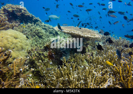 Coralli e pesci e naturale vita sottomarina, Koh Tao, Thailandia Foto Stock