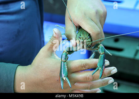 Viva i gamberi o gamberetti su un man mano Foto Stock