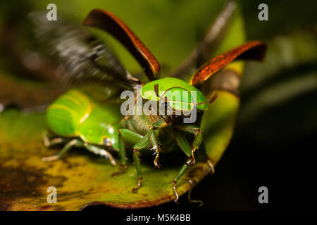 Gioiello scarabei sono tra le più belle di coleotteri in tutto il mondo. Qui lo scarabeo prende il volo. Foto Stock