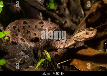 Bothrops asper, il fer de lance, è stata citata da alcune persone di essere l'ultimo pit viper grazie alla sua potente venomm e successo ecologico. Foto Stock