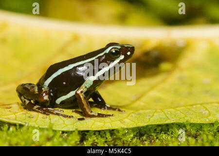 Anthony's veleno (rana Epipdobates anthonyi) un piccolo & tossici rana veleno trovati in S. Ecuador. I suoi alcaloidi sono pensato di avere proprietà medicinali. Foto Stock