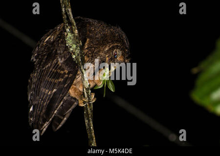 Un giovane chiazzato allocco (Strix virgata) con la sua preda, in questo caso un grosso katydid. Foto Stock