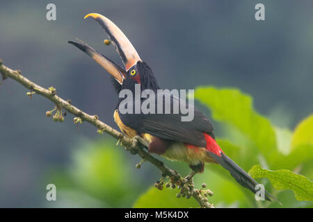 Un pallido mandibled aracari lanci semi in aria e le catture di loro prima che cadano in quanto si nutre. Foto Stock