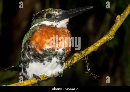 Un maschio verde kingfisher (Chloroceryle americana cabanisii) da sud Ecuador. Foto Stock