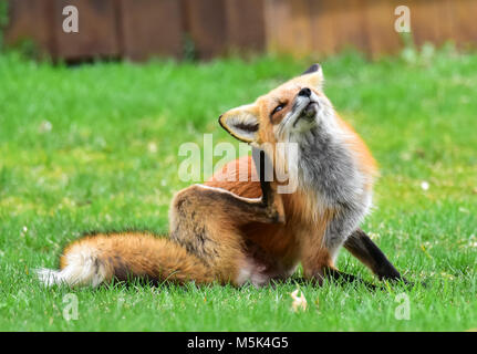 Una volpe rossa, Vulpes vulpes, seduti su un prato di fronte ad un granaio di graffiare il suo orecchio. Foto Stock