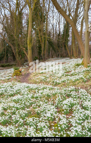 Snowdrops a Dimminsdale Riserva Naturale. Foto Stock