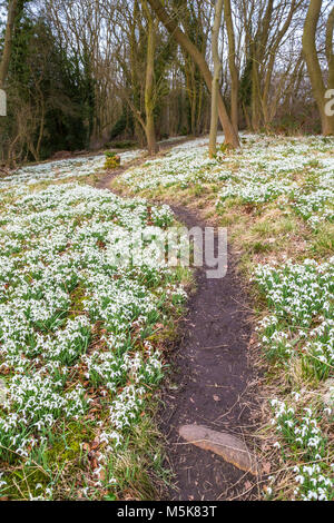 Snowdrops a Dimminsdale Riserva Naturale. Foto Stock