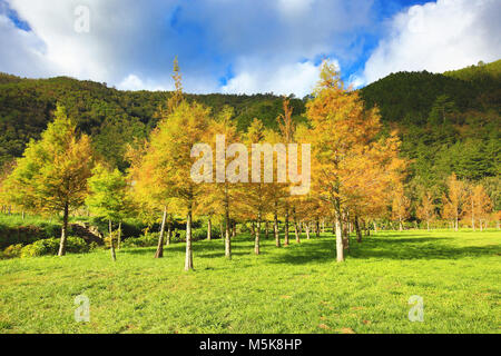 Cipresso calvo alberi,molti bellissimi alberi colorati crescente sul campo in autunno Foto Stock