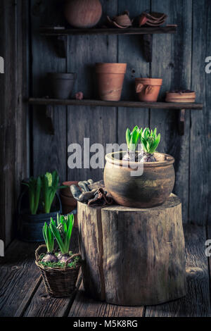 Piccolo verde crocus in vecchie pentole rosso Foto Stock