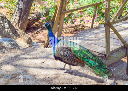 Bellissimo Pavone davanti ad un ponte di legno della foresta di Plaka Foto Stock