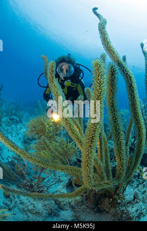 Scuba Diver in corrispondenza di una fessura giganti di mare dei pori asta (Plexaurella nutans), scogliera corallina caraibica di Palmetto Bay, Roatan Island, Bay Islands in Honduras Caraibi Foto Stock